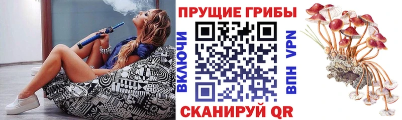 где купить   Избербаш  Галлюциногенные грибы Psilocybe 